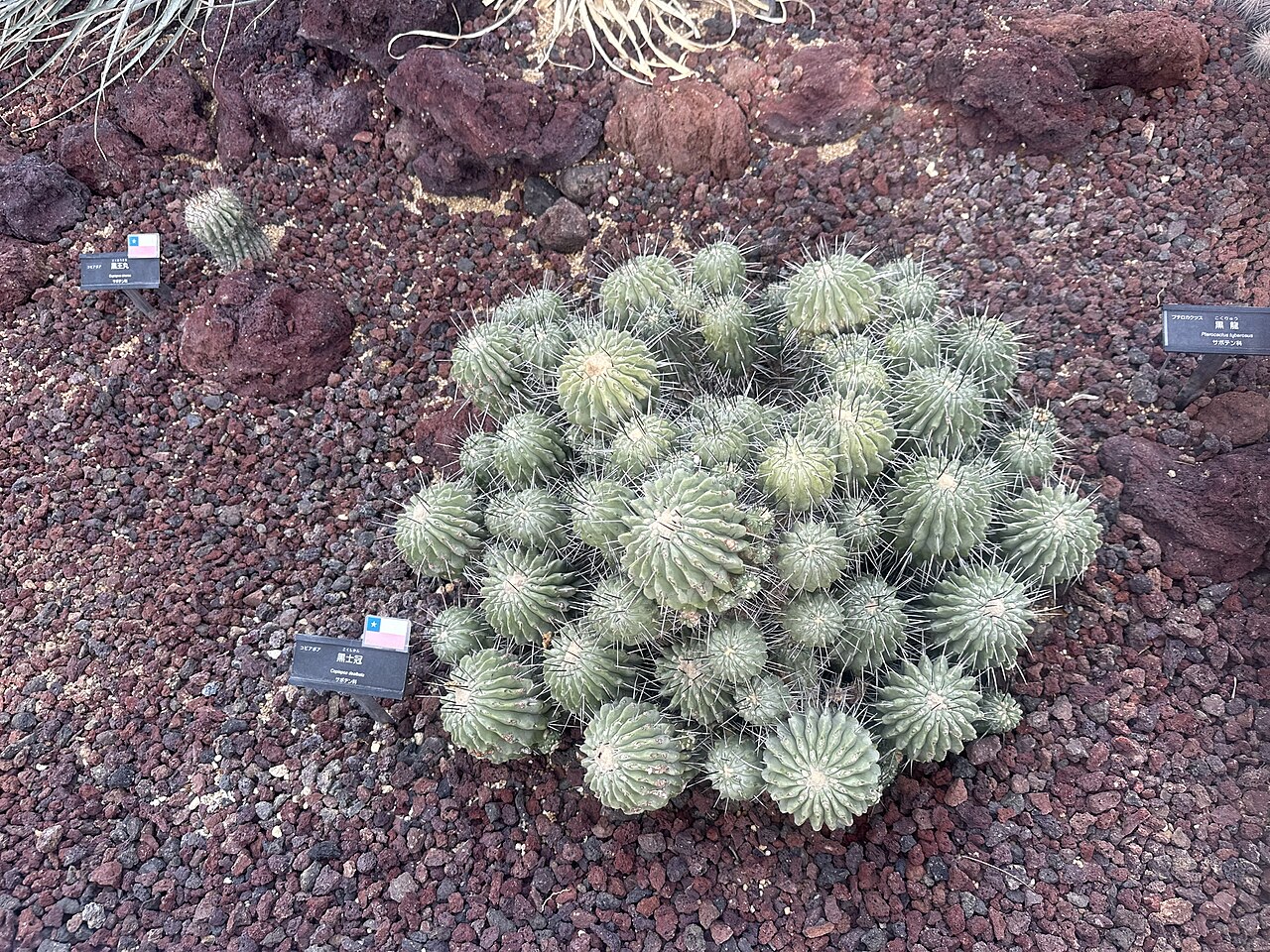 Copiapoa dealbata: copiapoa dealbata