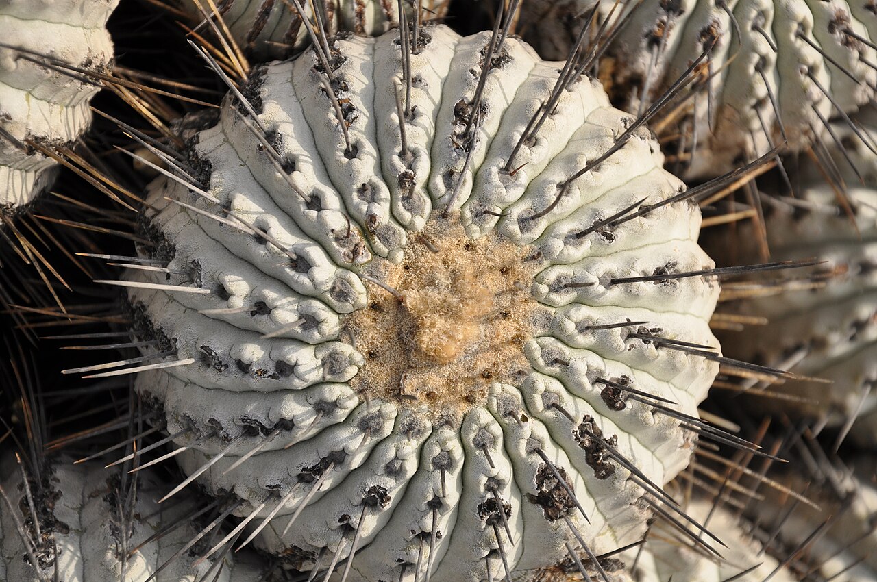 Copiapoa dealbata: Copiapoa dealbata Desierto florido 2011 Carrizal Bajo, Comuna de Huasco, Región de Atacama