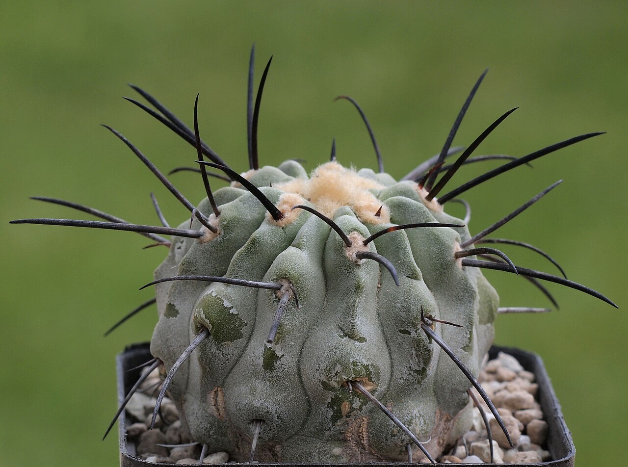 Copiapoa dealbata: Copiapoa dealbata AW 84