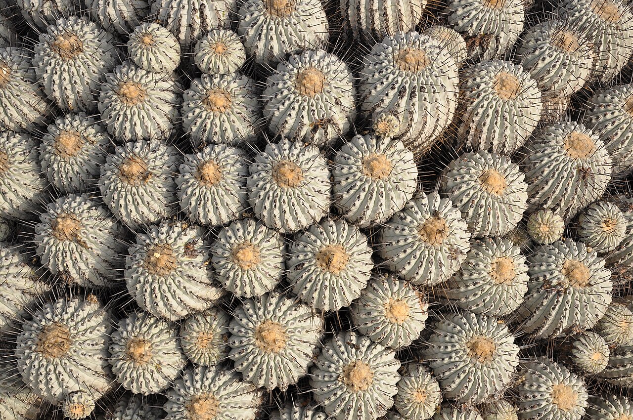 Copiapoa dealbata: Copiapoa dealbata Desierto florido 2011 Carrizal Bajo, Comuna de Huasco, Región de Atacama