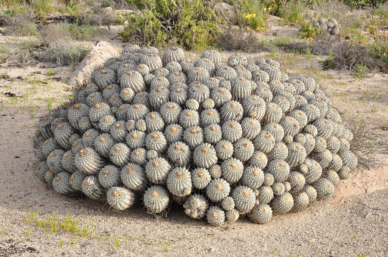 Copiapoa dealbata: Copiapoa dealbata Desierto florido 2011 Carrizal Bajo, Comuna de Huasco, Región de Atacama
