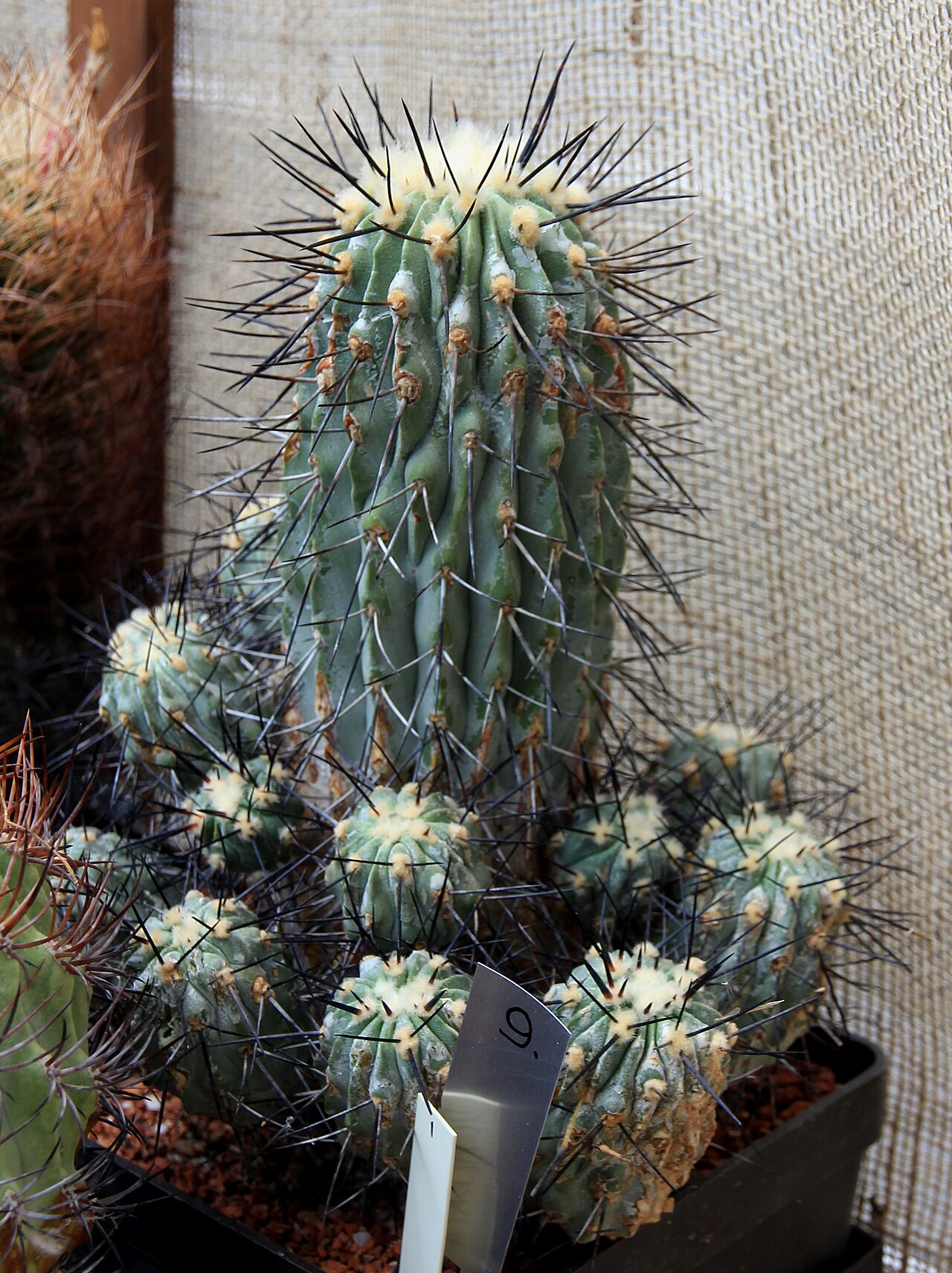 Copiapoa dealbata: Cactus Copiapoa dealbata on Exhibition of Cactuses and succulets in the Botanical Gardens of Charles University , 28.05. - 15.06.2016 Prague , Czech Republic