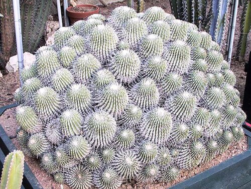 Copiapoa dealbata: Copiapoa dealbata