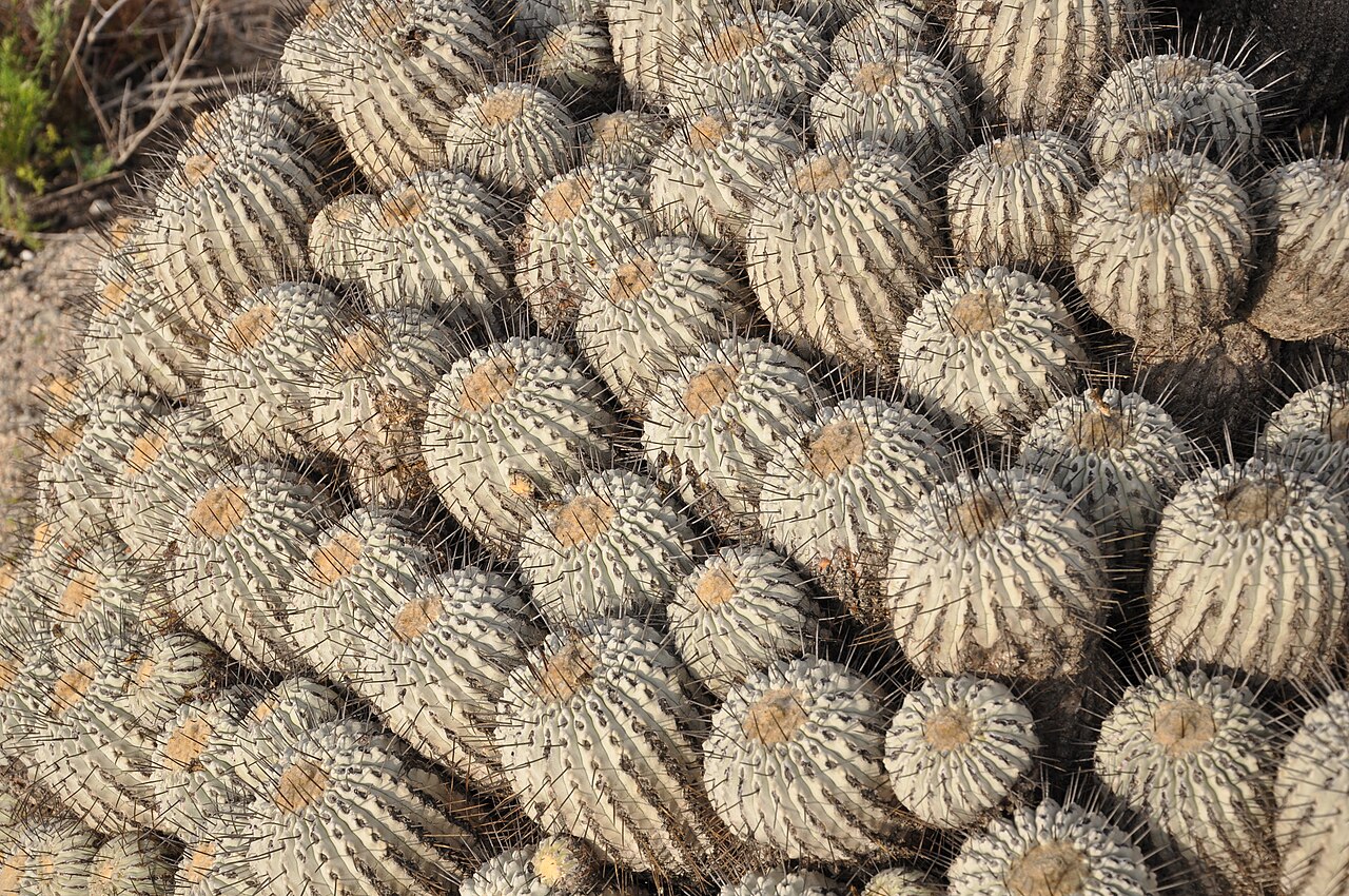 Copiapoa dealbata: Copiapoa dealbata Desierto florido 2011 Carrizal Bajo, Comuna de Huasco, Región de Atacama