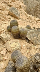 Cactus (Copiapoa decorticans)