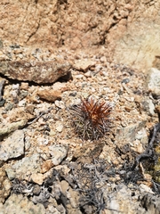 Cactus (Copiapoa decorticans)