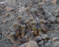Cactus (Copiapoa decorticans)