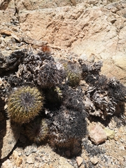 Cactus (Copiapoa decorticans)