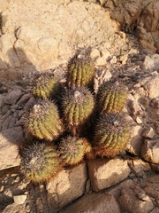 Cactus (Copiapoa decorticans)