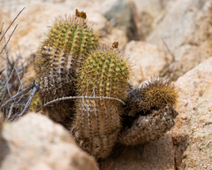 Cactus (Copiapoa decorticans)