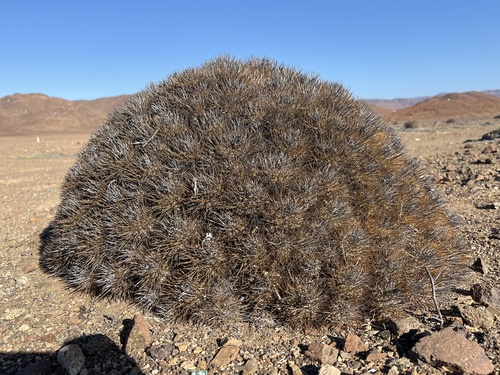 Copiapoa desertorum (Copiapoa desertorum)
