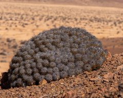 Copiapoa desertorum (Copiapoa desertorum)