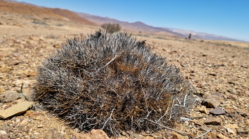 Copiapoa desertorum (Copiapoa desertorum)