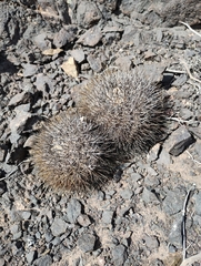 Copiapoa desertorum (Copiapoa desertorum)