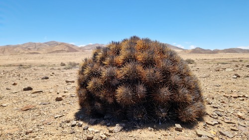 Copiapoa desertorum (Copiapoa desertorum)