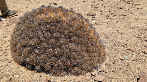 Copiapoa desertorum (Copiapoa desertorum)