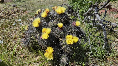Copiapoa echinoides (Copiapoa echinoides)