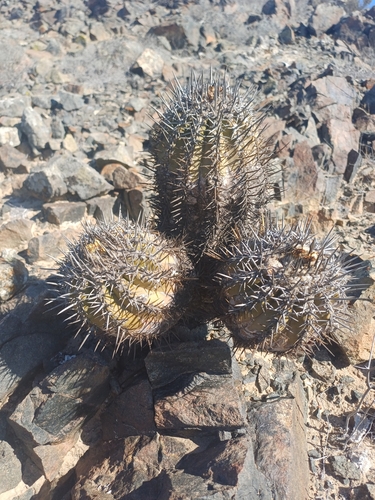 Copiapoa echinoides (Copiapoa echinoides)