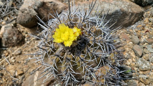 Copiapoa echinoides (Copiapoa echinoides)