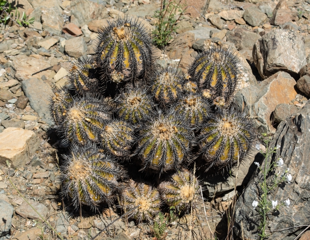 Copiapoa echinoides: Copiapoa echinoides in Chile