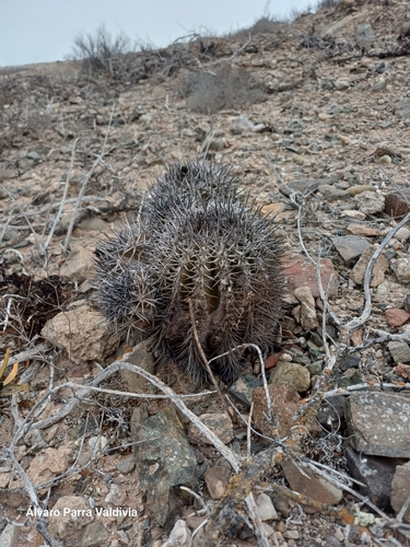 Copiapoa echinoides (Copiapoa echinoides)