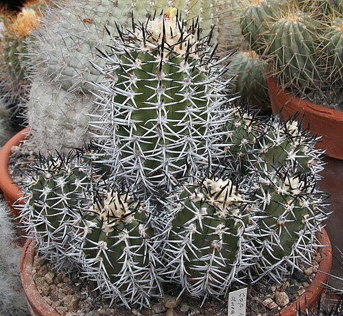Copiapoa echinoides: Copiapoa dura