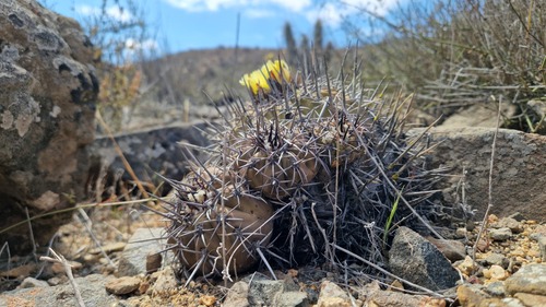 Copiapoa echinoides (Copiapoa echinoides)