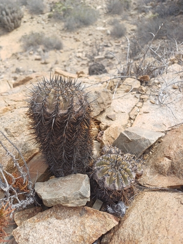 Copiapoa echinoides (Copiapoa echinoides)