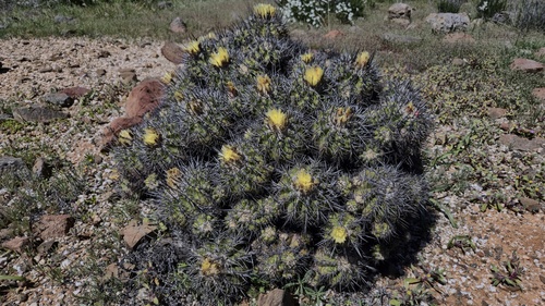 Copiapoa echinoides (Copiapoa echinoides)