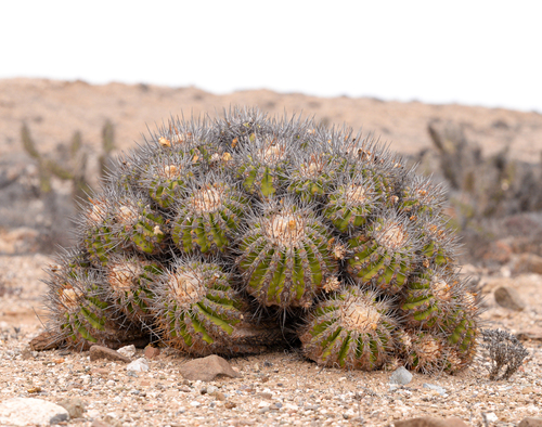 Copiapoa echinoides (Copiapoa echinoides)