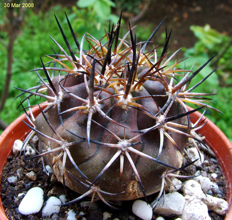 Copiapoa echinoides: Copiapoa echinoides cv "dura" Chile-Atacama desert, Huasco to Totoral.