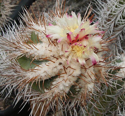Copiapoa echinoides: Copiapoa bridgesii