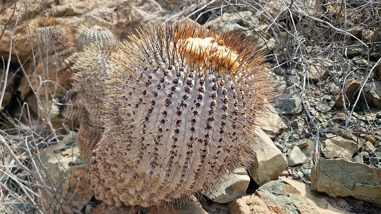 Copiapoa gigantea: Copiapoa gigantea in Chile