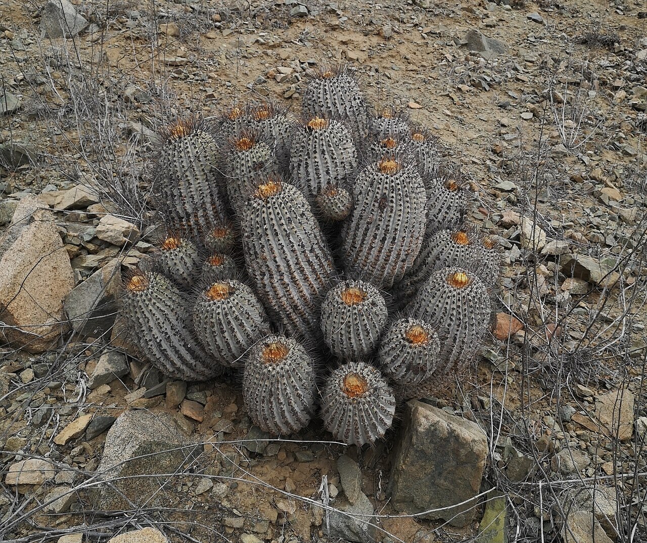 Copiapoa gigantea: Copiapoa gigantea in Chile