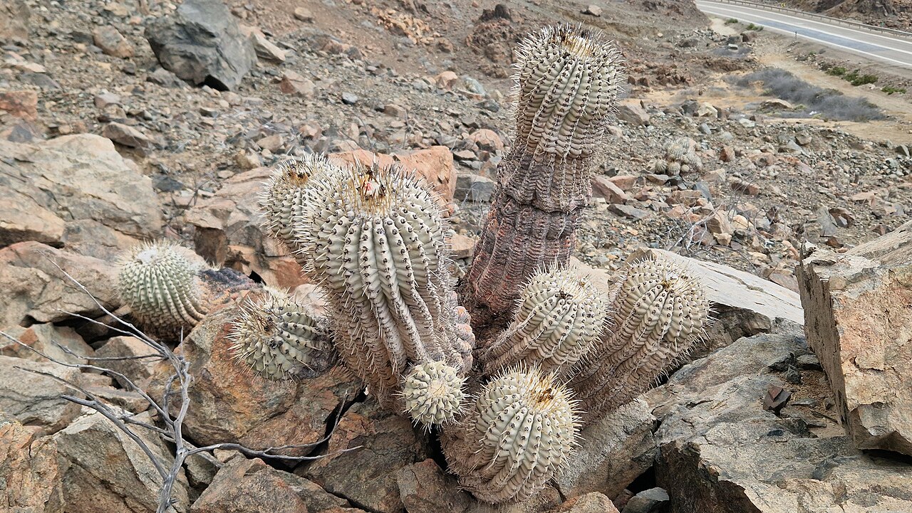 Copiapoa gigantea: Copiapoa gigantea in Chile