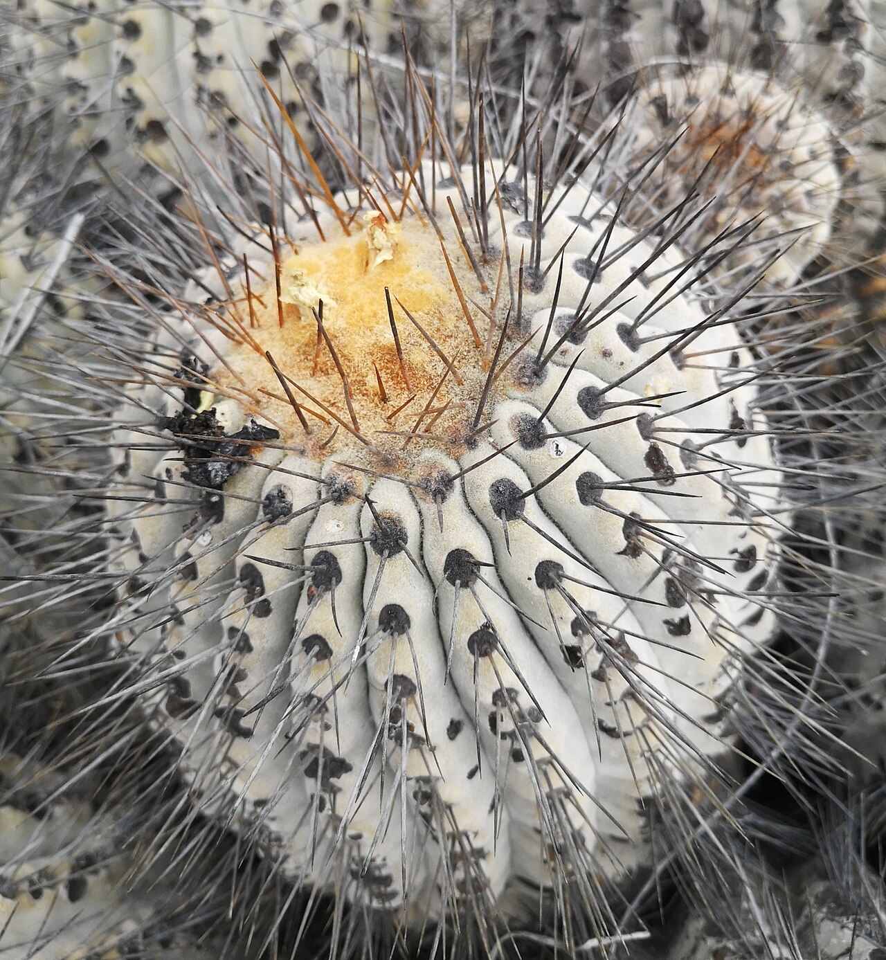 Copiapoa gigantea: Copiapoa gigantea in Chile