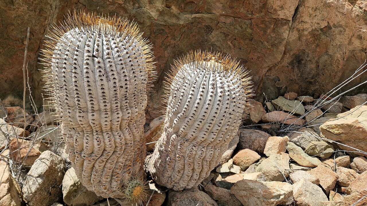 Copiapoa gigantea: Copiapoa gigantea in Chile