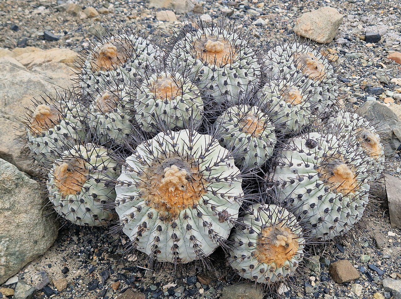 Copiapoa gigantea: Copiapoa gigantea in Chile