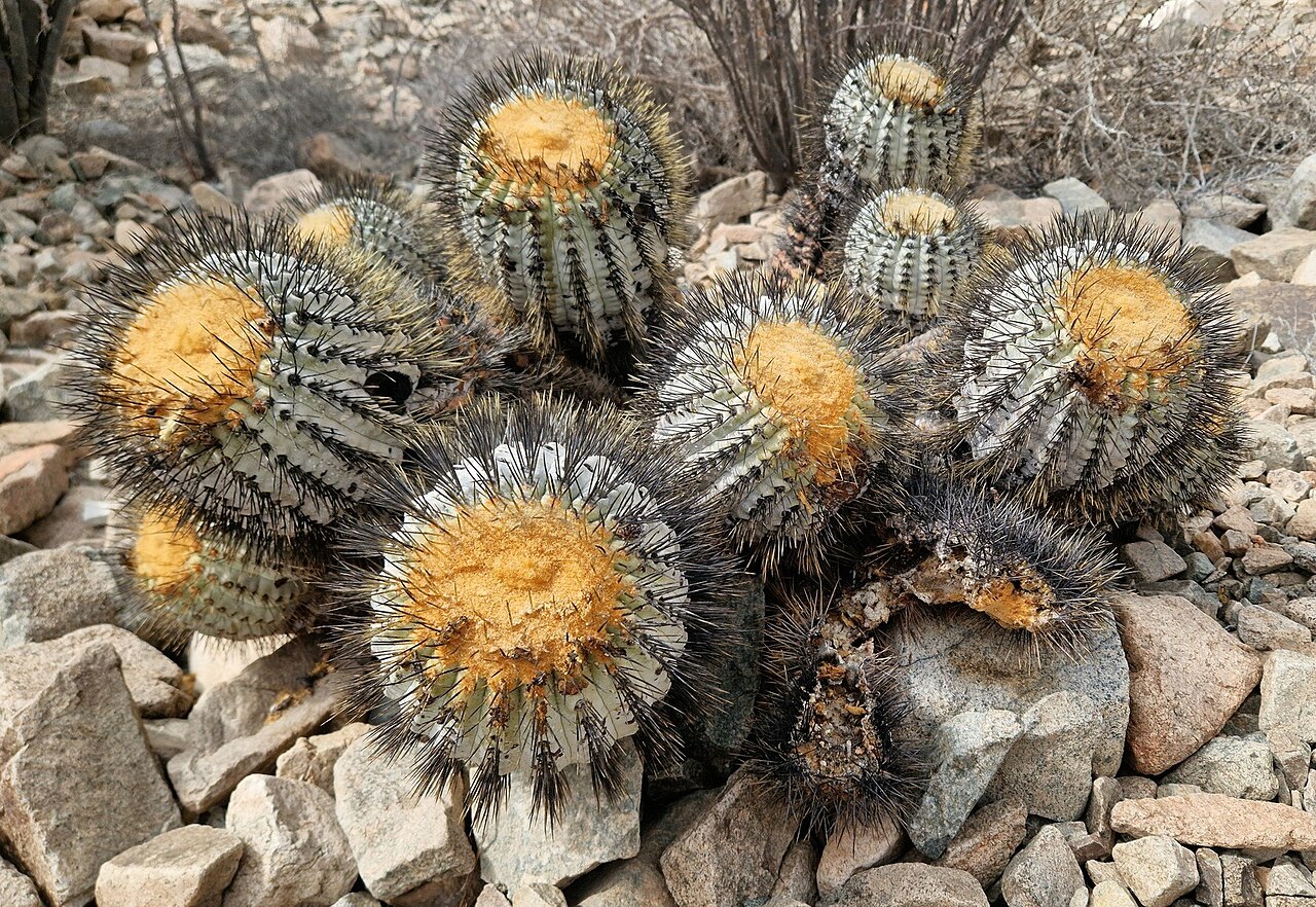 Copiapoa gigantea: Copiapoa gigantea in Chile