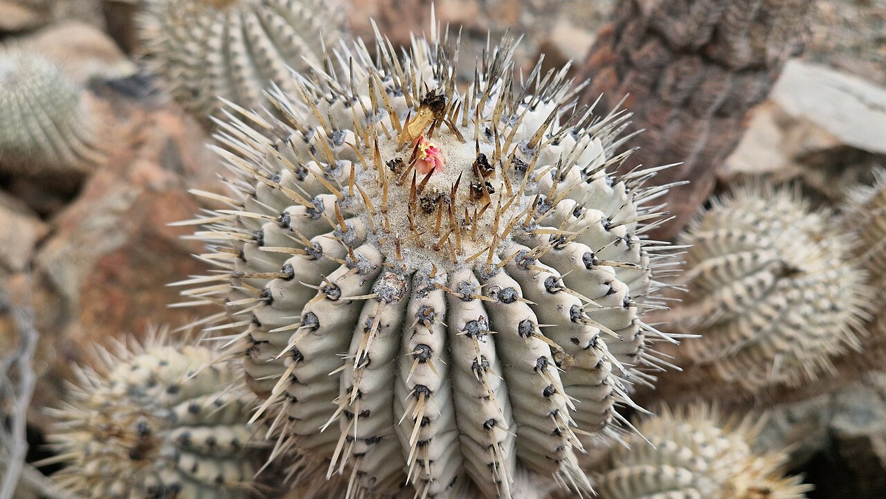 Copiapoa gigantea: Copiapoa gigantea in Chile