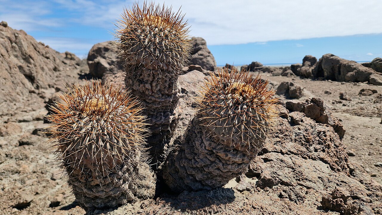Copiapoa gigantea: Copiapoa gigantea in Chile