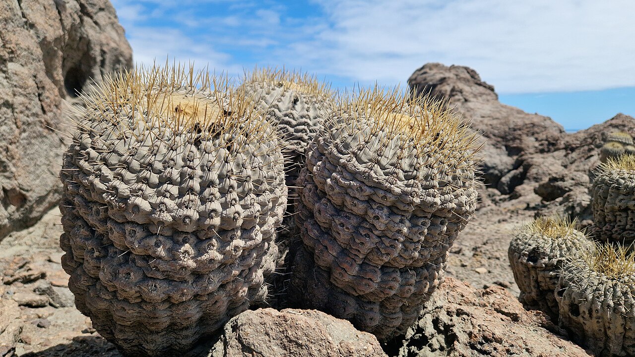 Copiapoa gigantea: Copiapoa gigantea in Chile
