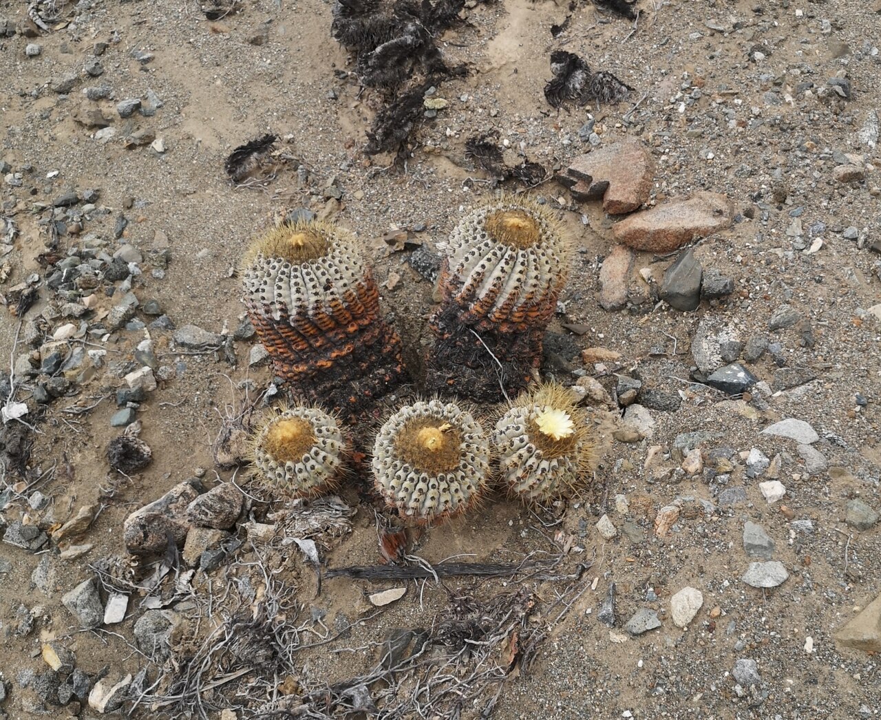Copiapoa gigantea: Copiapoa gigantea in Chile