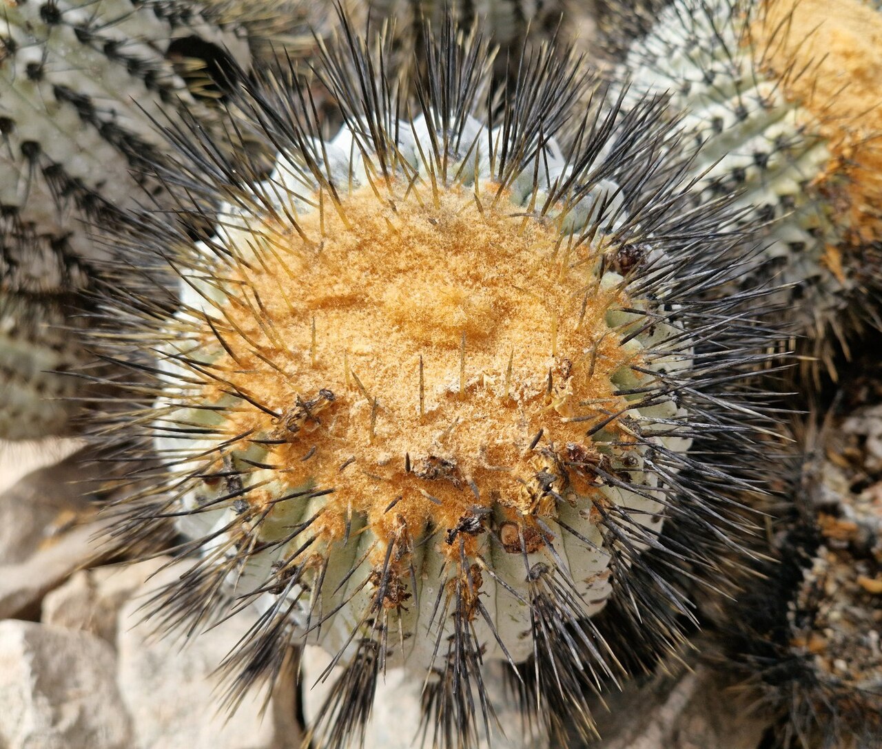 Copiapoa gigantea: Copiapoa gigantea in Chile