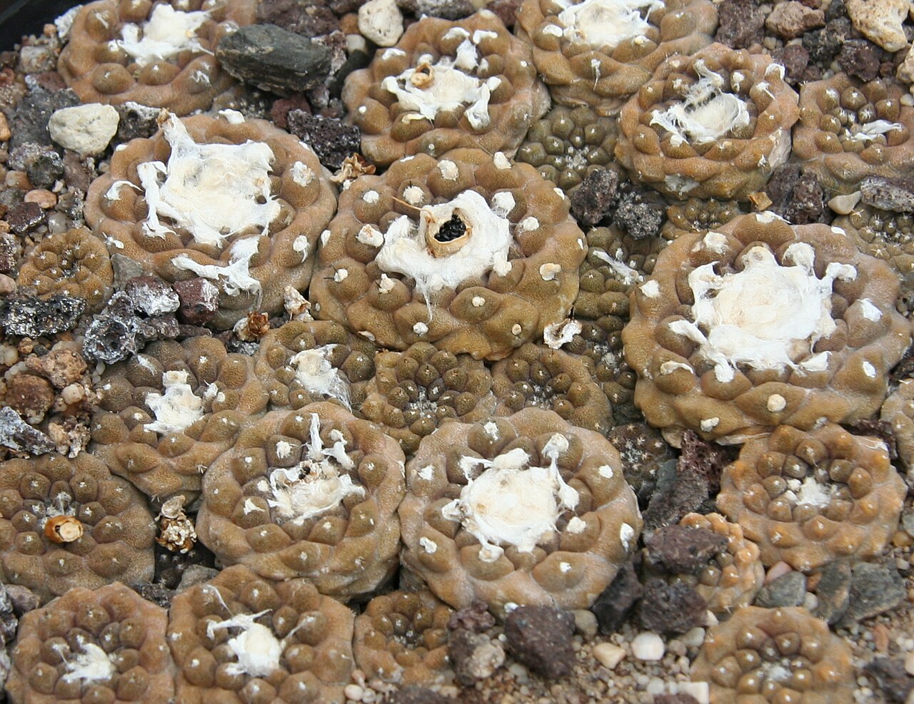Copiapoa hypogaea: Copiapoa hypogaea