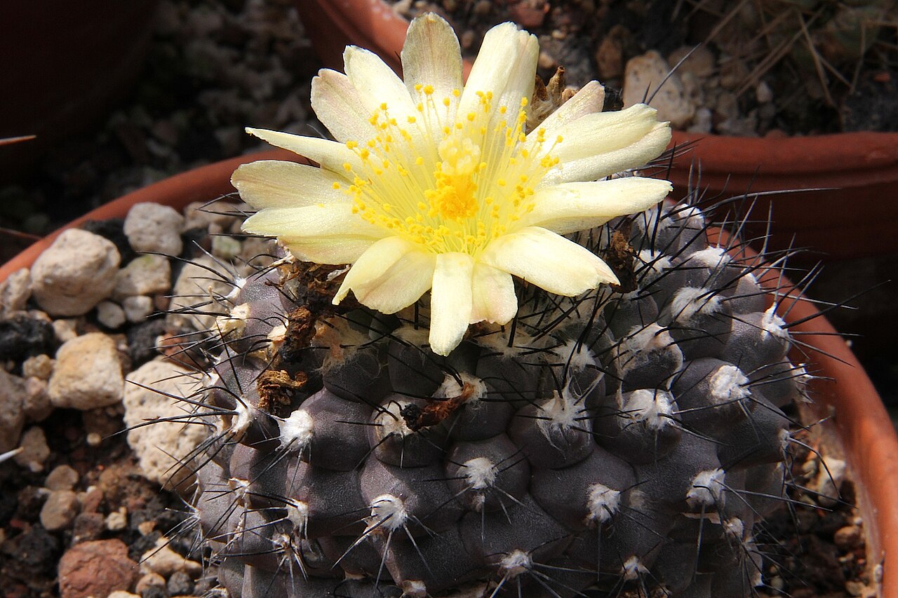 Copiapoa hypogaea: Copiapoa hypogaea