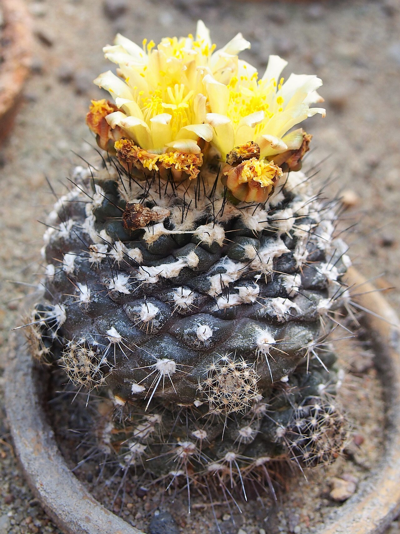 Copiapoa hypogaea: Copiapoa hypogaea cultivated in Wrocław University Botanical Garden, Wrocław, Poland.