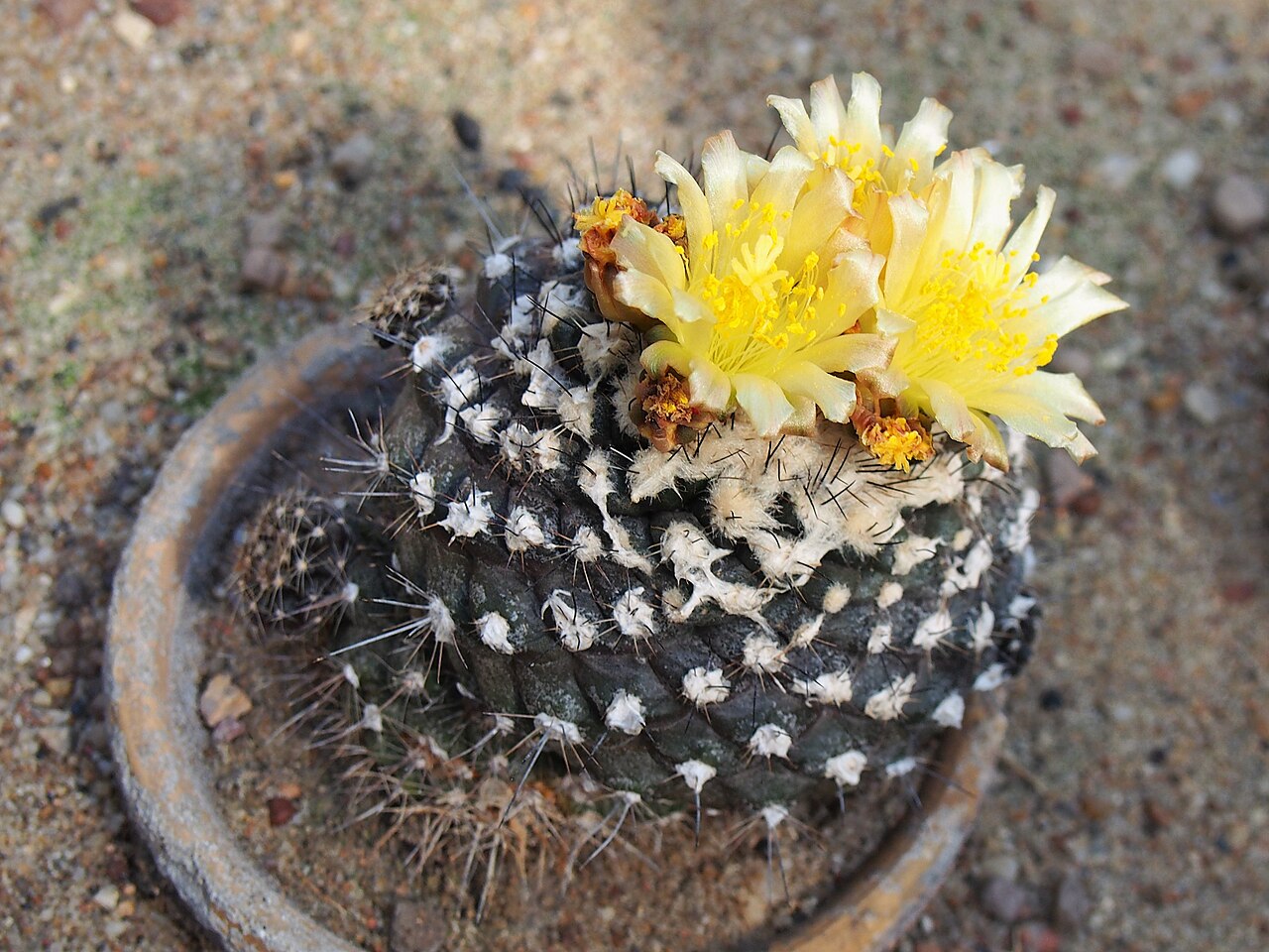 Copiapoa hypogaea: Copiapoa hypogaea cultivated in Wrocław University Botanical Garden, Wrocław, Poland.