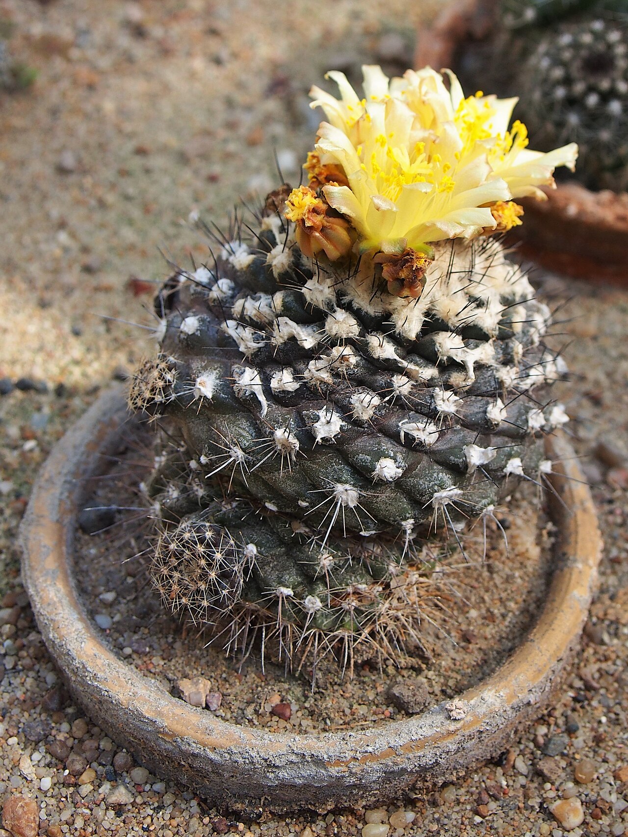 Copiapoa hypogaea: Copiapoa hypogaea cultivated in Wrocław University Botanical Garden, Wrocław, Poland.