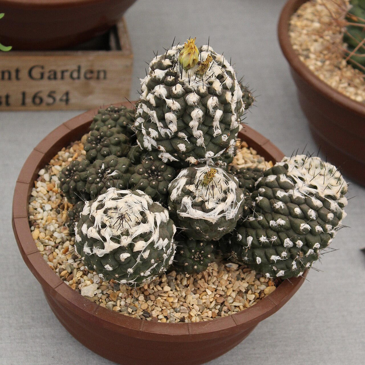 Copiapoa hypogaea: Hampton Court Palace Flower Show 2018